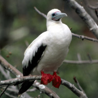 Red-footed Booby